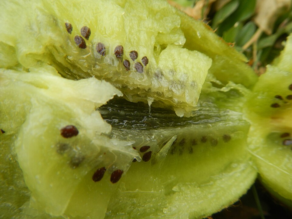 کیوی