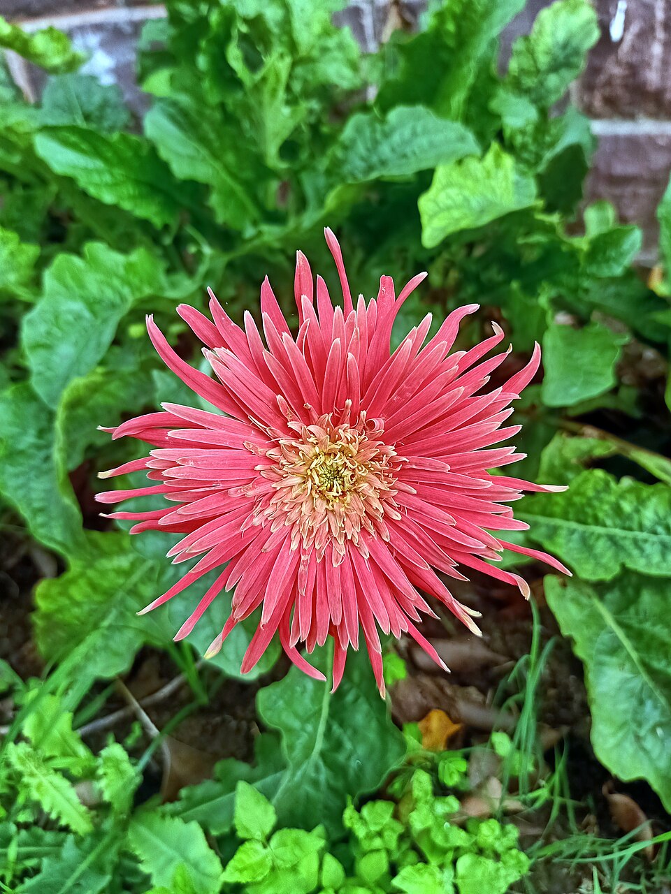 ژربرای قرمز